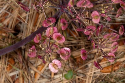 Shiny Lomatium (Lomatium lucidum)