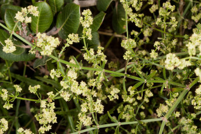 Narrow-leaf Bedstraw (Galium angustifolium)