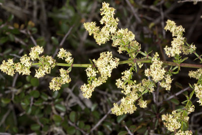 Narrow-leaf Bedstraw (Galium angustifolium)