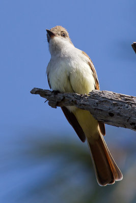 Ash-throated Flycatcher