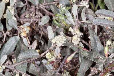 California Croton (Croton calfornicus)