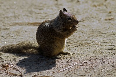 California Ground Squirrel