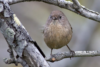 Bushtit