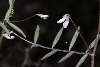 Deer Pea Vetch (Vicia ludoviciana ludoviciana)