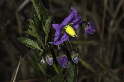 arish's  Nightshade (Solanum parishii)