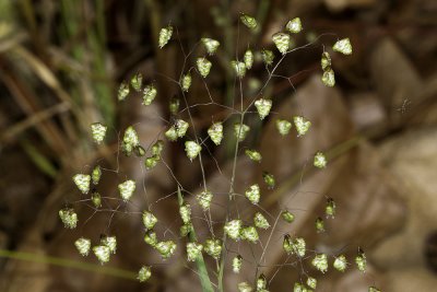 Quaking Grass (Briza minor)