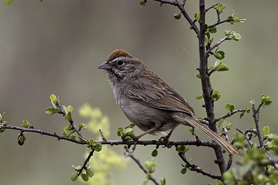 Rufous-crowned Sparow