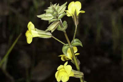 Seep Monkeyflower (Mimulus guttatus)