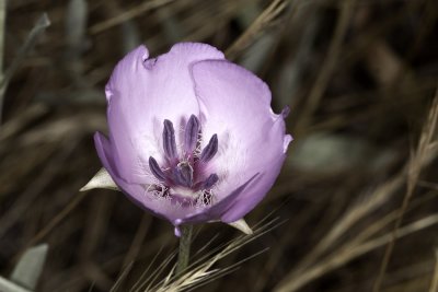 Splendid  Mariposa Lily (Calochortus splendens)