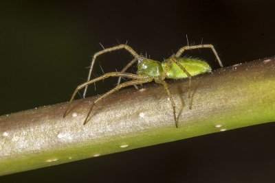 Green lynx spider (<em>Peucetia viridans</em>)