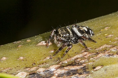 Jumping spider  (Metaphidippus sp.)