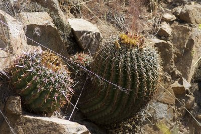 Coast Barrel Cactus (Ferocactus viridescens)