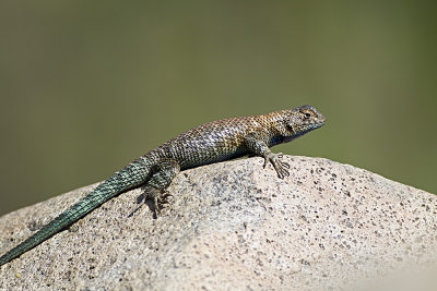 Granite Spiny Lizard  (Sceloporus orcutti orcuttii)