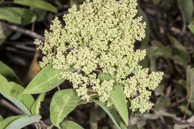 Laurel Sumac (Malosma laurina)