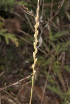 Rye Grass (Festuca perennis)