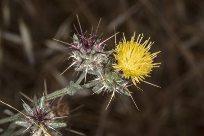 Tecolote Thistle (Centaurea melitensis)