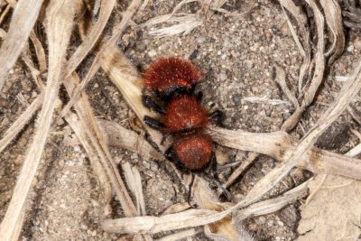 Red-Haried Velvet Ant (Pseudomethoca anthracina)