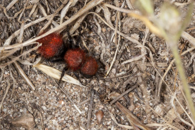 Red-Haried Velvet Ant (Pseudomethoca anthracina)