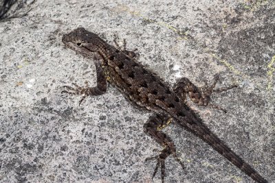 Western Fence Lizard (Sceloporus occidentalis)