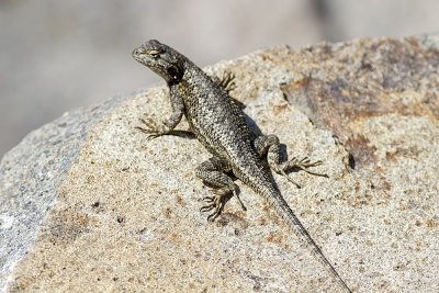 Western Fence Lizard (Sceloporus occidentalis)