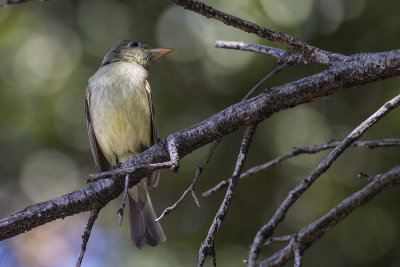 Willow Flycatcher