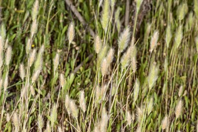 Beard Grass (Polypogon monspeliensis)
