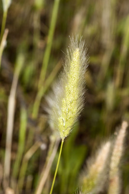 Beard Grass (Polypogon monspeliensis)