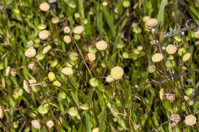 Brass Buttons (Cotula coronopifolia)