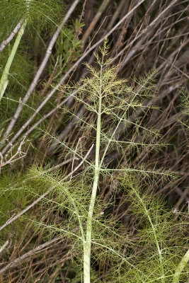 Fennel (Foeniculum vulgare)