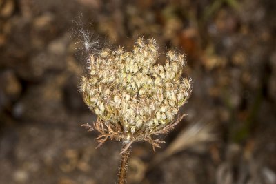 Wild Carrot (Daucus pusillus)