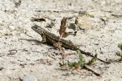 Western Fence Lizard (Sceloporus occidentalis)