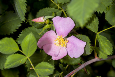 California  Rose (Rosa californica)