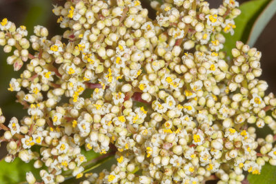 Laurel Sumac (Malosma laurina)