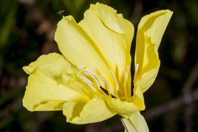 Marsh Evening Primrose (Oenothera elata hirsutissima)