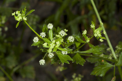 San Diego Bedstaw (Galium nuttallii)