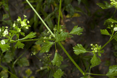 San Diego Bedstaw (Galium nuttallii)
