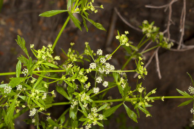 San Diego Bedstaw (Galium nuttallii)