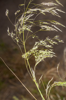 San Diego Needle Grass (Stipa diegoensis)