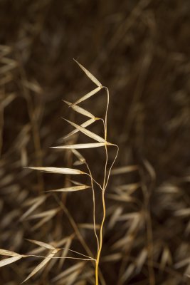 Wild Oats (Avena fatua)