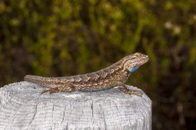 Western Fence Lizard (Sceloporus occidentalis)