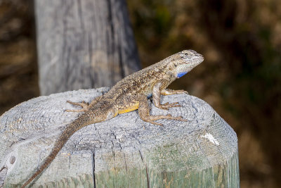 Western Fence Lizard (Sceloporus occidentalis)