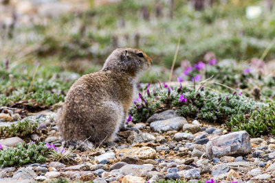 Arctic Ground Squirrel