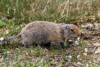 Arctic Ground Squirrel