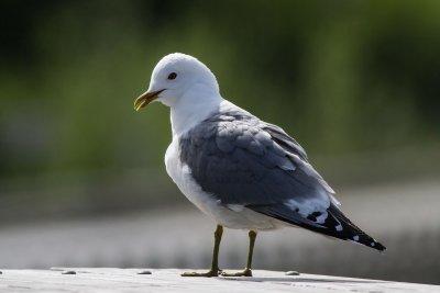 Mew Gull