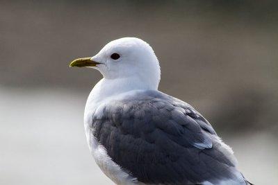 Mew Gull