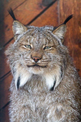 Lynx (Lynx canadensis)