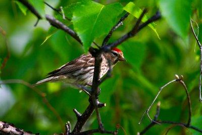 Common Redpoll