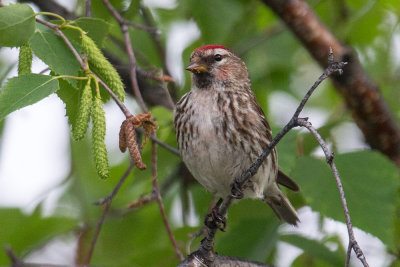 Common Redpoll