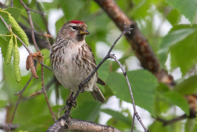 Common Redpoll