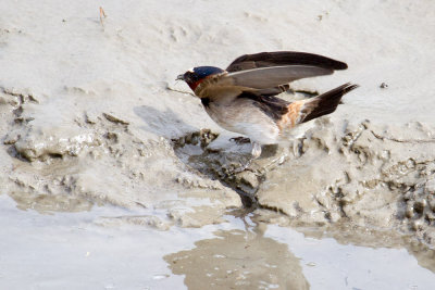 Cliff Swallow